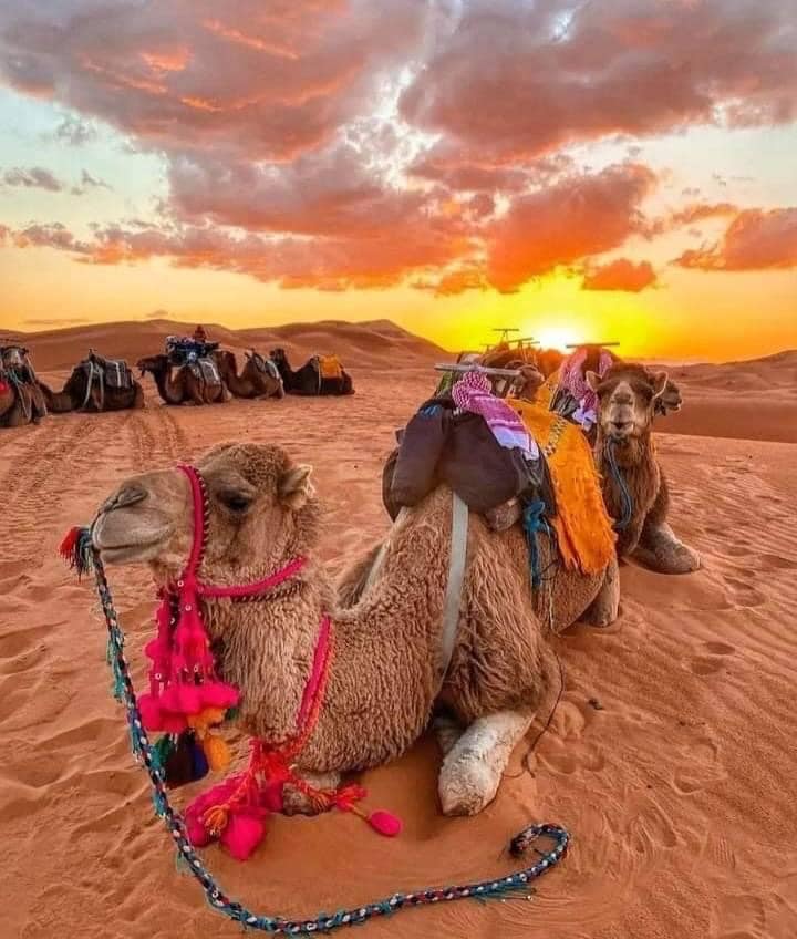 Camel sitting and waiting to be rode to the dunes by a tourists with his guide