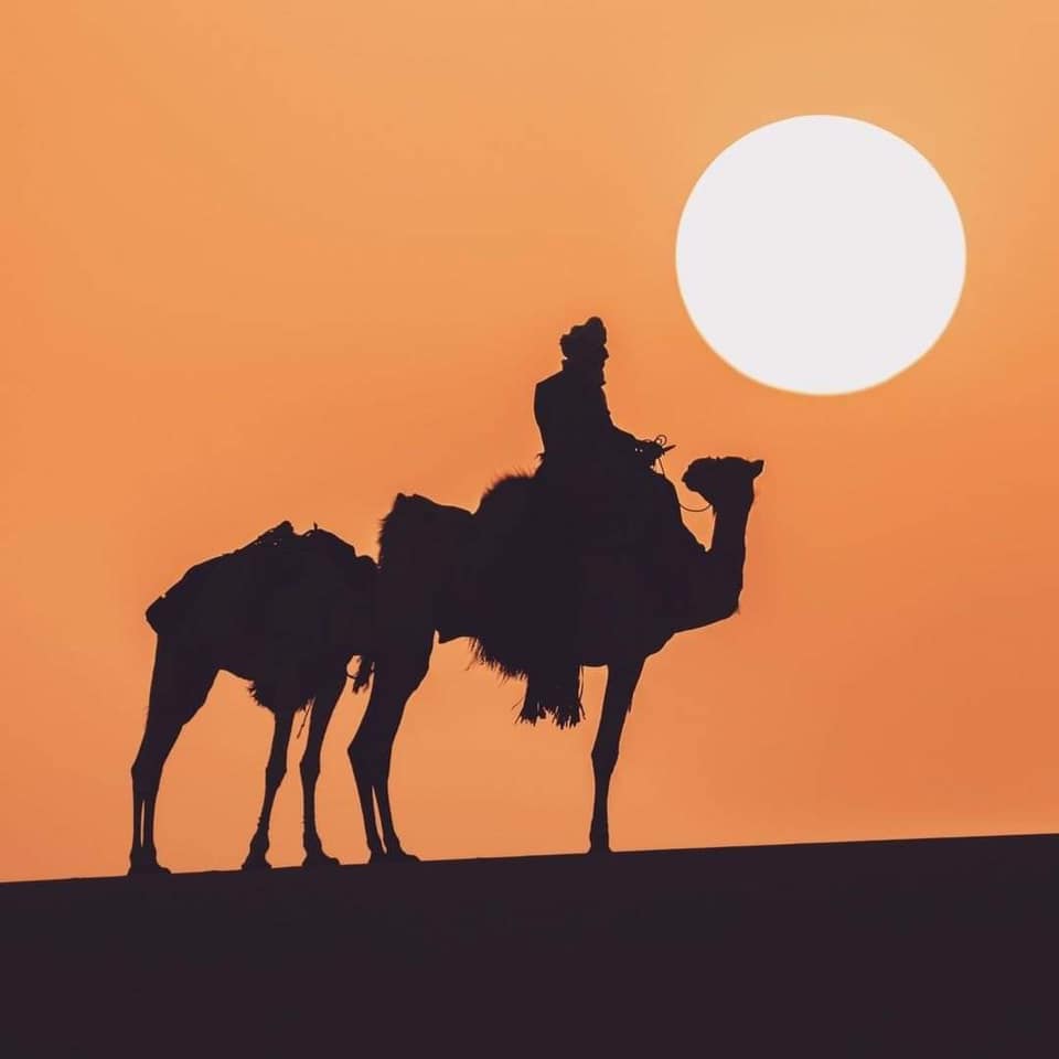 Camels love to be rode