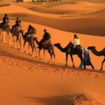 Camels taking tourists to the dunes of Merzouga to watch the sunset